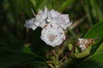 Mountain laurel